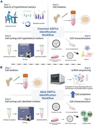 Age-associated declining of the regeneration potential of skeletal stem/progenitor cells